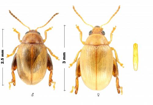 Psylliodes puncticollis